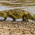 Crocodiles - crédits : © Manoj Shah/ Getty Images