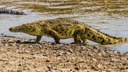 Crocodiles - crédits : © Manoj Shah/ Getty Images