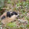 Lemming - crédits : © Westend61/ Getty Images