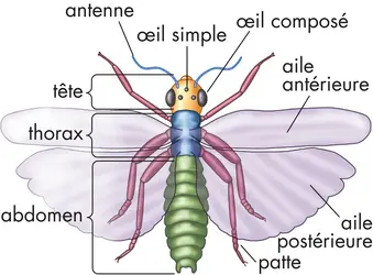 Insecte - crédits : © Encyclopædia Britannica, Inc.