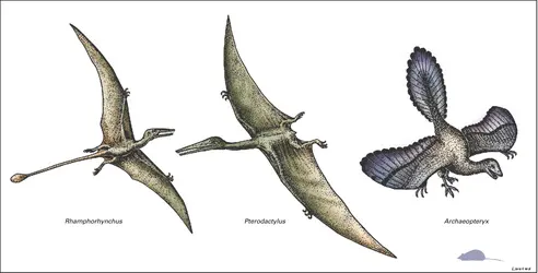 Vertébrés volants du Jurassique - crédits : Encyclopædia Universalis France