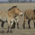 Chevaux de Prjewalski - crédits : © D. Pylypenko/ Shutterstock