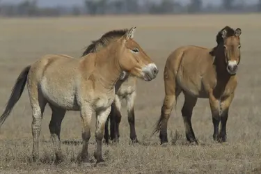 Chevaux de Prjewalski - crédits : © D. Pylypenko/ Shutterstock