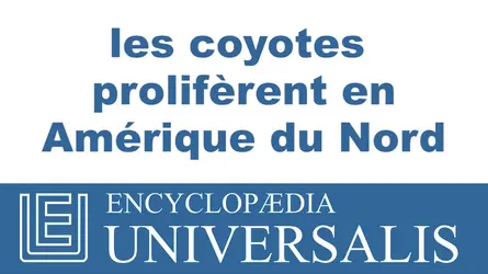 Coyote - crédits : © 2013 Encyclopædia Universalis