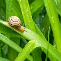 Escargot - crédits : © Florin/ 500px/ Getty Images