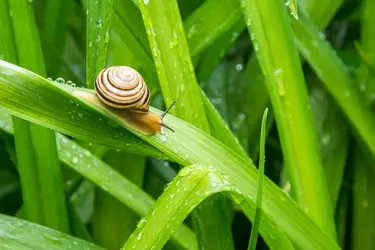 Escargot - crédits : © Florin/ 500px/ Getty Images