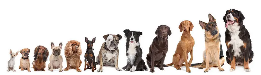 Polymorphisme des chiens - crédits : © E. Lam/ Shutterstock