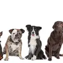 Polymorphisme des chiens - crédits : © E. Lam/ Shutterstock