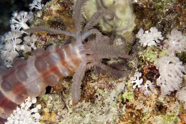 Concombre de mer - crédits : © S. Kerkhofs/ Shutterstock