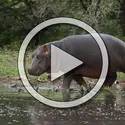 Hippopotames - crédits : Jean-Jacques Alcalay/ Biosmotion