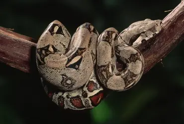 Boa constrictor - crédits : © Joe McDonald/ The Image Bank/ Getty Images