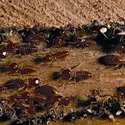 Termites - crédits : © Georgette Douwma/Nature Picture Library