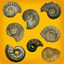 Ammonites - crédits : © Salajean/ Shutterstock