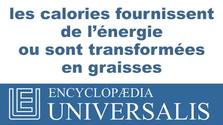 Bien se nourrir - crédits : © 2013 Encyclopædia Universalis