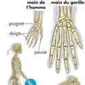 Mains d'homme et de gorille - crédits : © Encyclopædia Britannica, Inc.