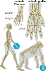 Mains d'homme et de gorille - crédits : © Encyclopædia Britannica, Inc.