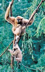 Gibbons - crédits : © Edmund Appel/Photo Researchers