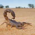 Scorpion - crédits : © Nico Smit/ EyeEm/ Getty Images