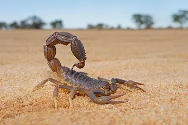 Scorpion - crédits : © Nico Smit/ EyeEm/ Getty Images