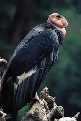 Condor de Californie - crédits : © Tom McHugh/Photo Researchers, Inc.