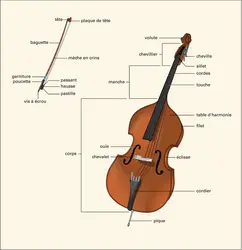 Contrebasse - crédits : Encyclopædia Universalis France