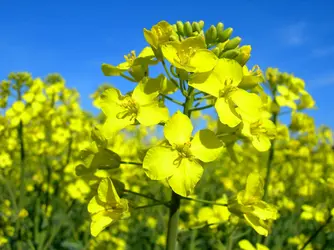 Fleurs de colza - crédits : © D. Maska/ Shutterstock