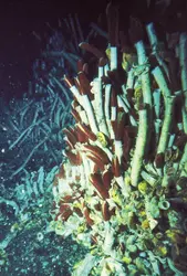 Vers tubicoles - crédits : © F. Grassle, Woods Hole Oceanographic Institution