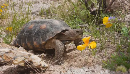 Tortue - crédits : © David Ponton/ Design Pics/ Getty Images