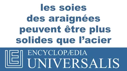 Araignée - crédits : © 2013 Encyclopædia Universalis