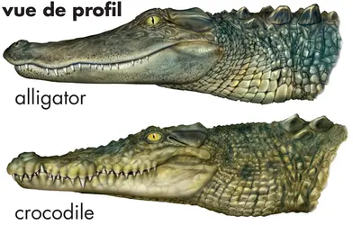 Crocodile et alligator - crédits : © Encyclopædia Britannica, Inc.