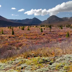 La toundra au Canada - crédits : © Pi-Lens/ Shutterstock