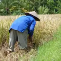 Récolte du riz - crédits : © Sandra et Jean-Philippe Ehret