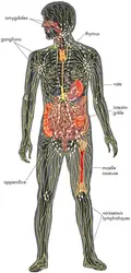 Système lymphatique - crédits : © Encyclopædia Britannica, Inc.