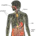 Système lymphatique - crédits : © Encyclopædia Britannica, Inc.