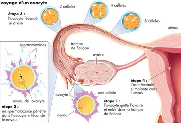Premiers jours de vie d'un embryon humain - crédits : © Encyclopædia Britannica, Inc.