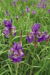 Iris, plante - crédits : © Phillippe Clement/Nature Picture Library