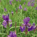 Iris, plante - crédits : © Phillippe Clement/Nature Picture Library