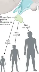 Contrôle de la croissance - crédits : © Encyclopædia Britannica, Inc.