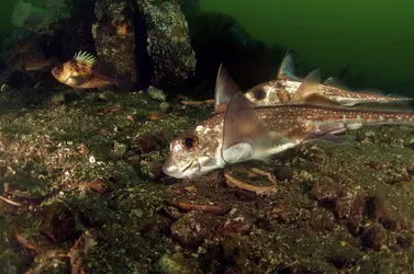 Chimères - crédits : © Greg Amptman's Undersea Discoveries/ Shutterstock