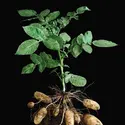 Pommes de terre - crédits : © Chase Studio/Photo Researchers Inc.