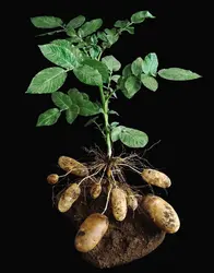 Pommes de terre - crédits : © Chase Studio/Photo Researchers Inc.