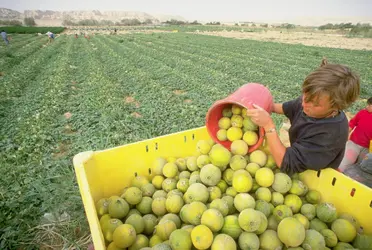 Cultivateurs dans un mochav, Israël - crédits : © Paul A. Souders/ Corbis/ Getty Images