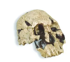 Homo rudolfensis - crédits : © Skulls Unlimited International, Inc.