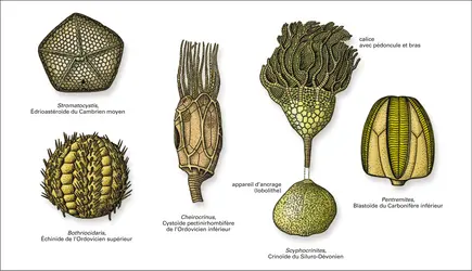 Échinodermes du Paléozoïque - crédits : Encyclopædia Universalis France