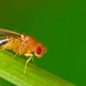 Drosophile à œil rouge - crédits : © Studiotouch/ Shutterstock