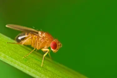 Drosophile à œil rouge - crédits : © Studiotouch/ Shutterstock