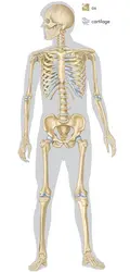 Schéma du squelette humain - crédits : © Encyclopædia Britannica, Inc.