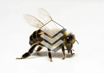 abeille - crédits : © SimonG/ Shutterstock