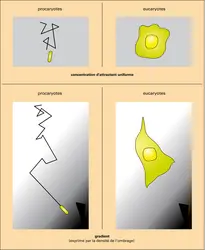 Attraction chimique des cellules (hémotaxie) - crédits : Encyclopædia Universalis France