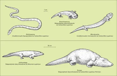 Amphibiens du Paléozoïque - crédits : Encyclopædia Universalis France